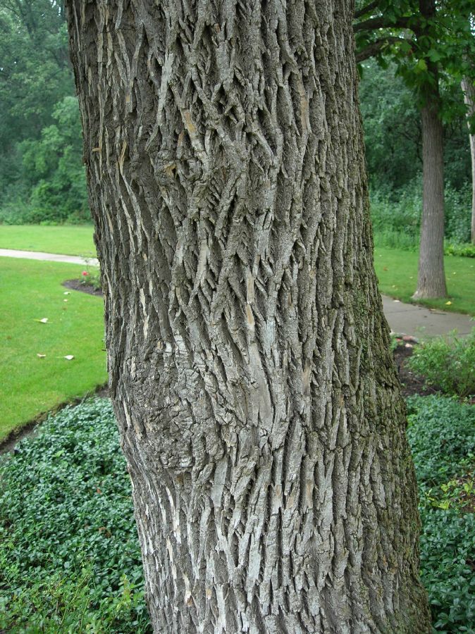 Oleaceae Fraxinus pennsylvanica