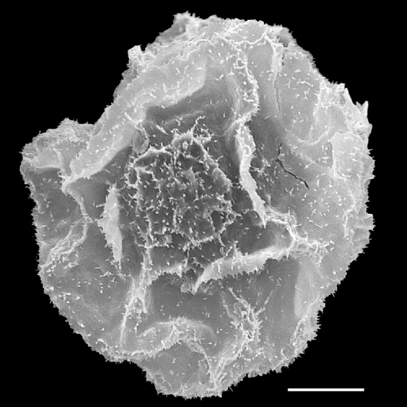 Lomariopsidaceae Mickelia bernoullii