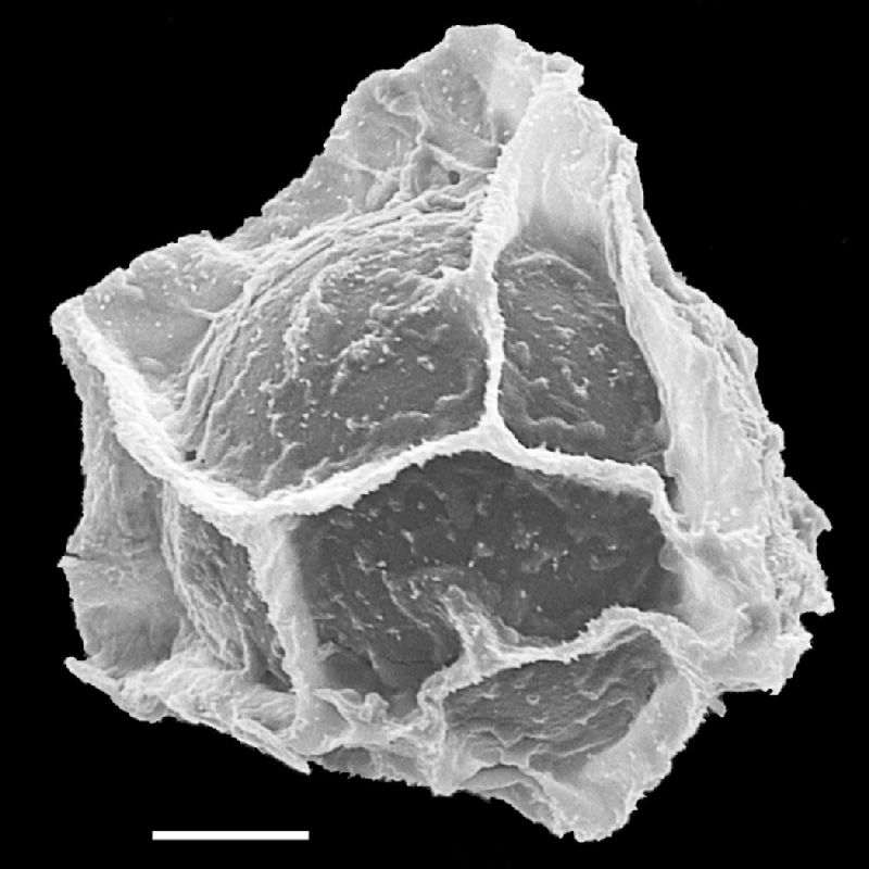 Lomariopsidaceae Mickelia oligarchica