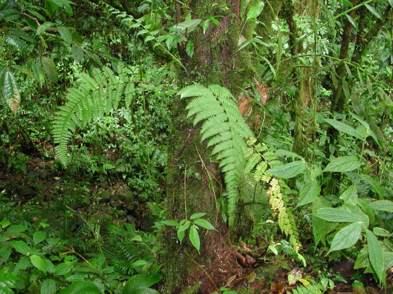 Dennstaedtiaceae Dennstaedtia werckleana