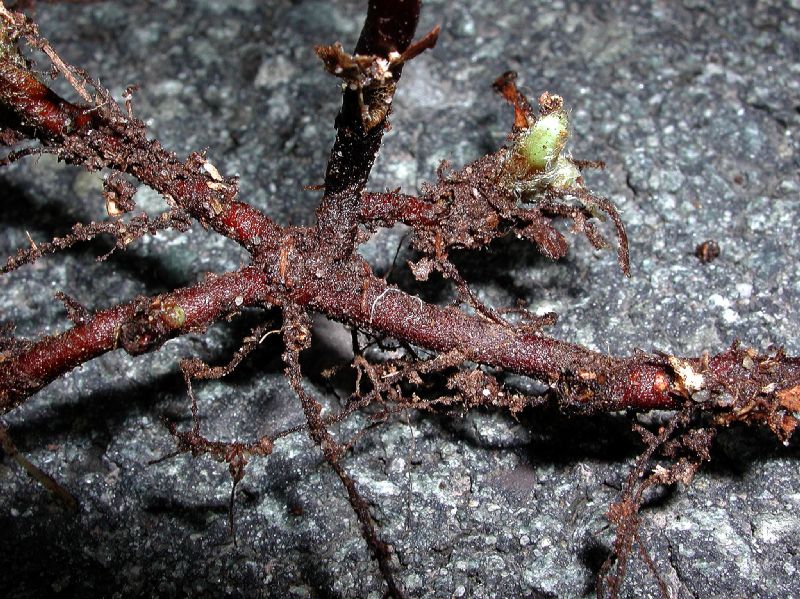 Dennstaedtiaceae Dennstaedtia punctilobula