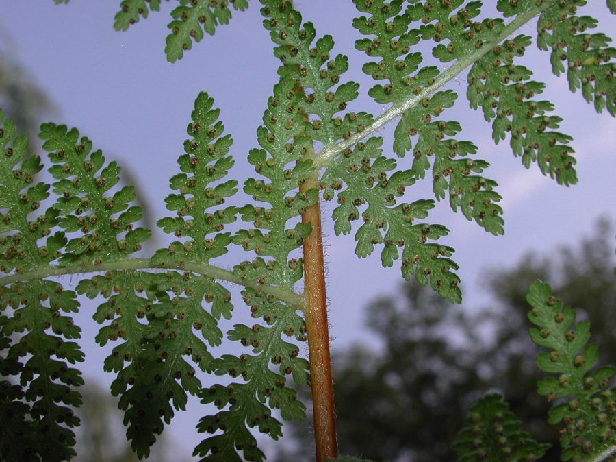 Dennstaedtiaceae Dennstaedtia punctilobula