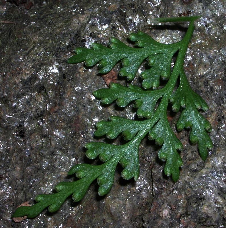 Dennstaedtiaceae Dennstaedtia wilfordii