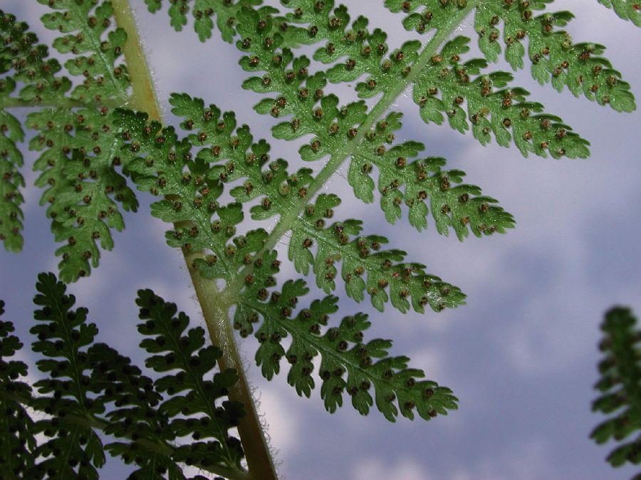 Dennstaedtiaceae Dennstaedtia punctilobula