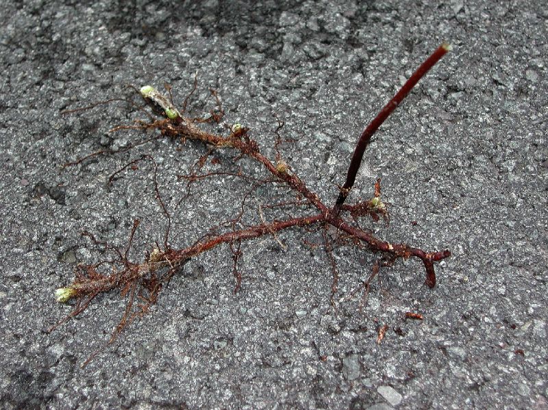 Dennstaedtiaceae Dennstaedtia punctilobula