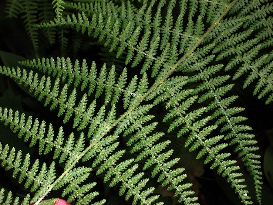 Dennstaedtiaceae Dennstaedtia punctilobula