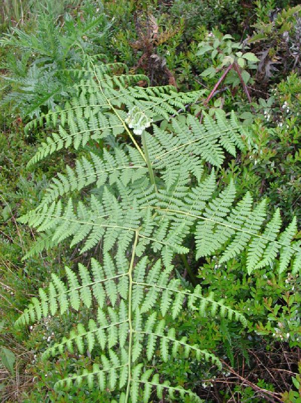 Dennstaedtiaceae Hypolepis zimmerae