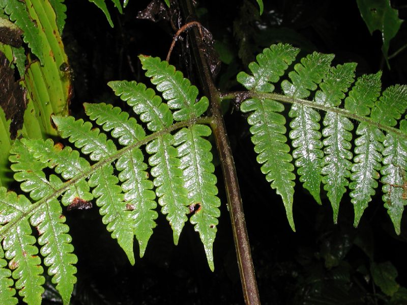 Lonchitidaceae Lonchitis hirsuta