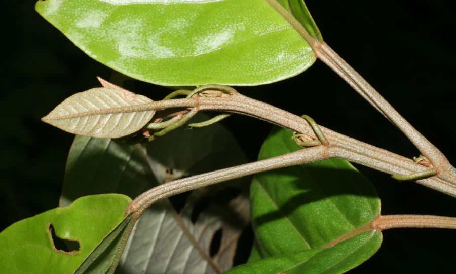 Euphorbiaceae Croton schiedianus