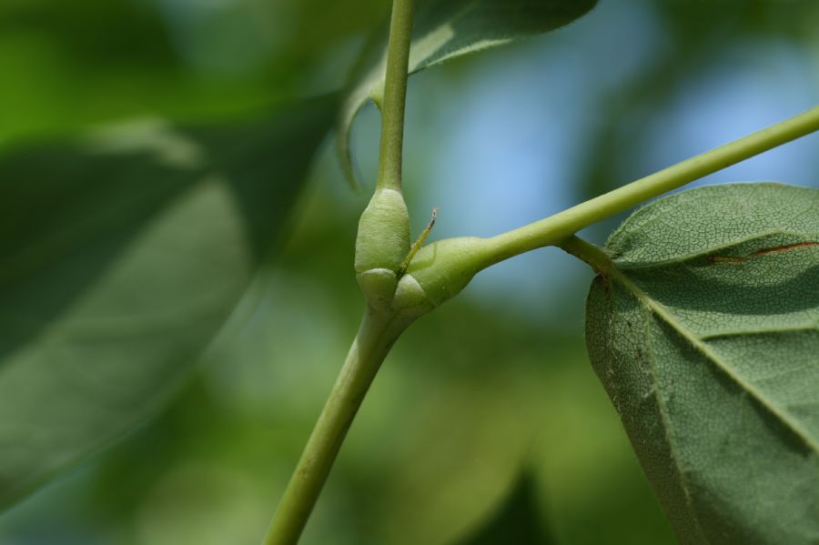 Fabaceae Gymnocladus dioica