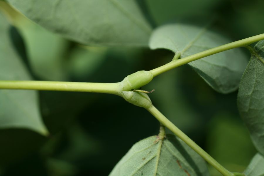 Fabaceae Gymnocladus dioica