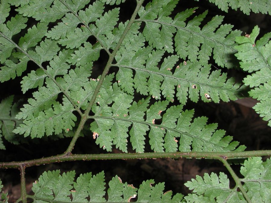 Dryopteridaceae Arachniodes miqueliana