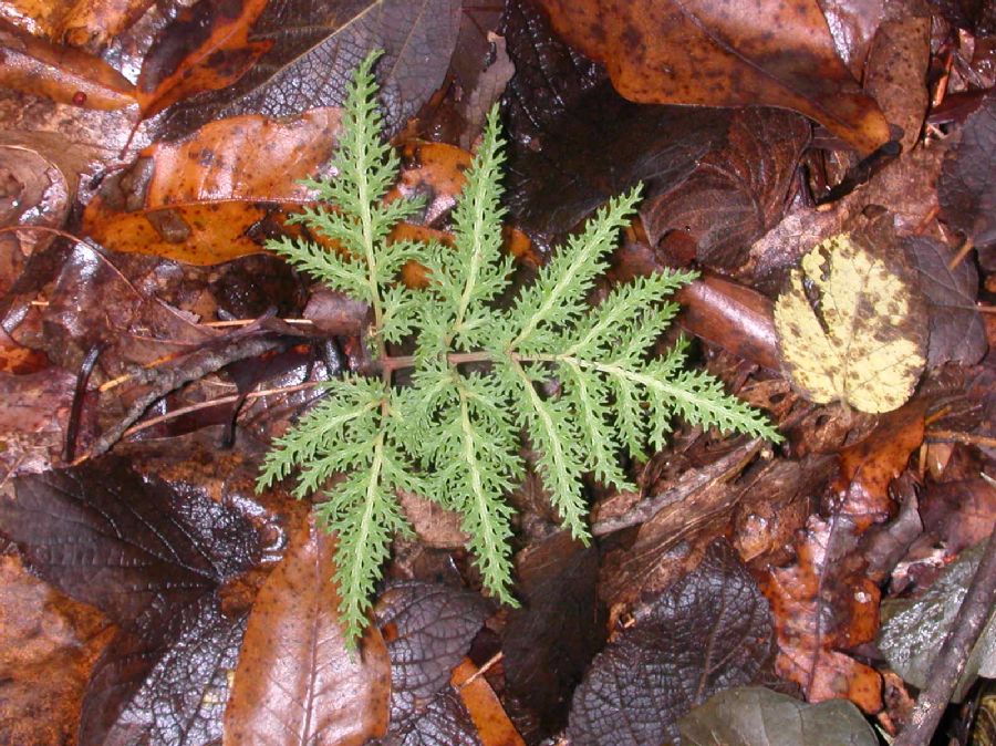 Ophioglossaceae Botrychium dissectum