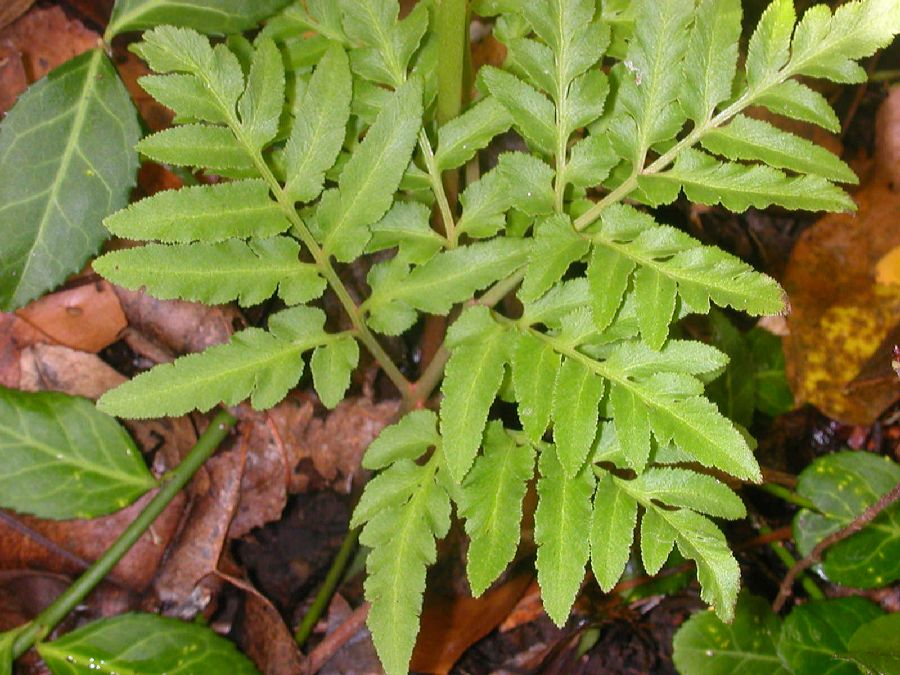 Ophioglossaceae Botrychium dissectum