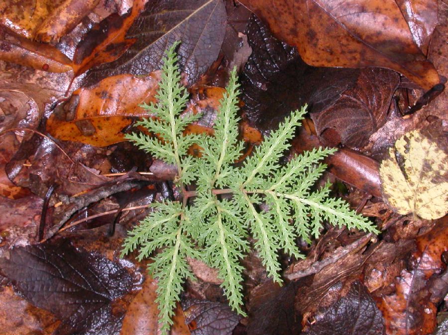 Ophioglossaceae Botrychium dissectum