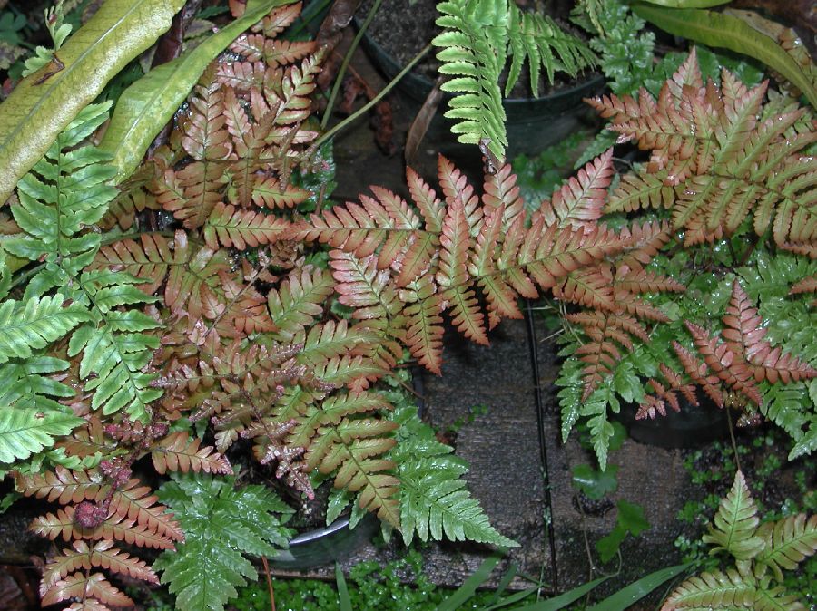 Dryopteridaceae Dryopteris erythrosora