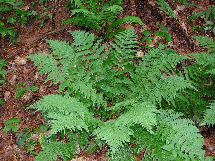 Dryopteridaceae Dryopteris intermedia