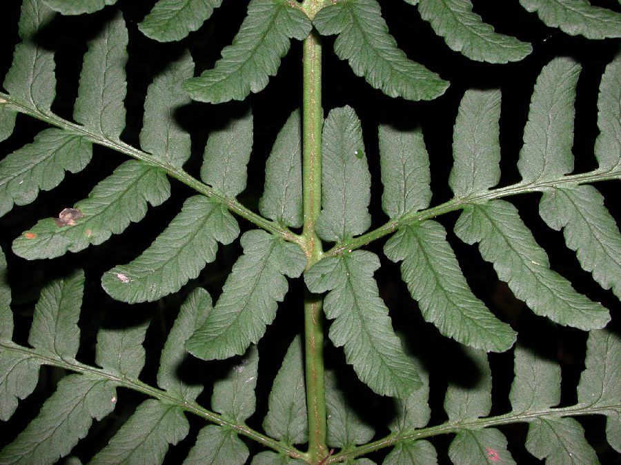 Dryopteridaceae Dryopteris marginalis