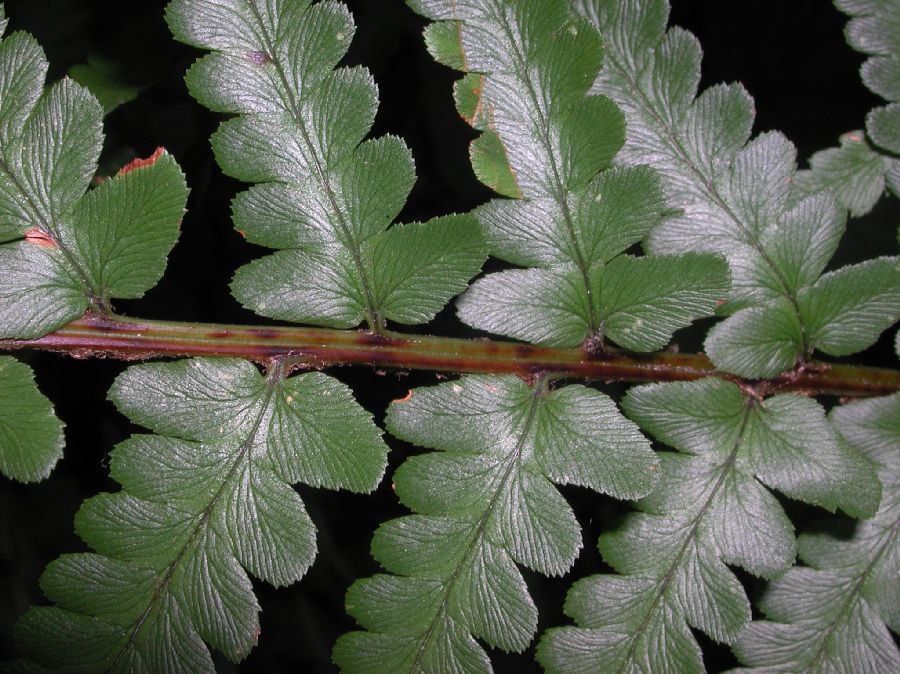 Dryopteridaceae Dryopteris tokyoensis