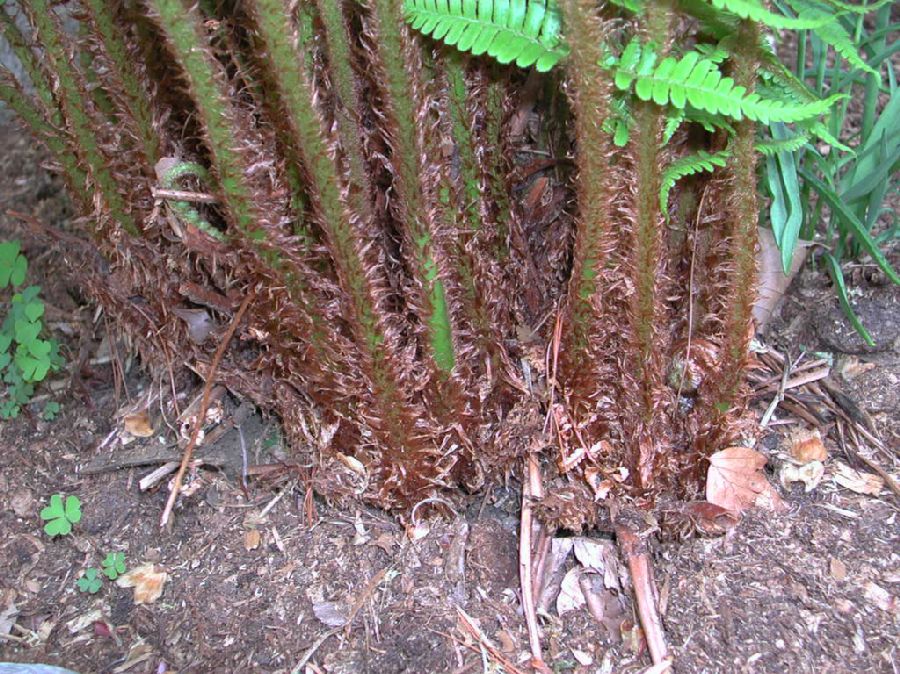 Dryopteridaceae Dryopteris crassirhizoma