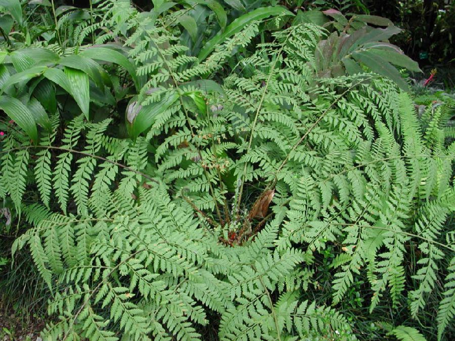 Dryopteridaceae Dryopteris patula