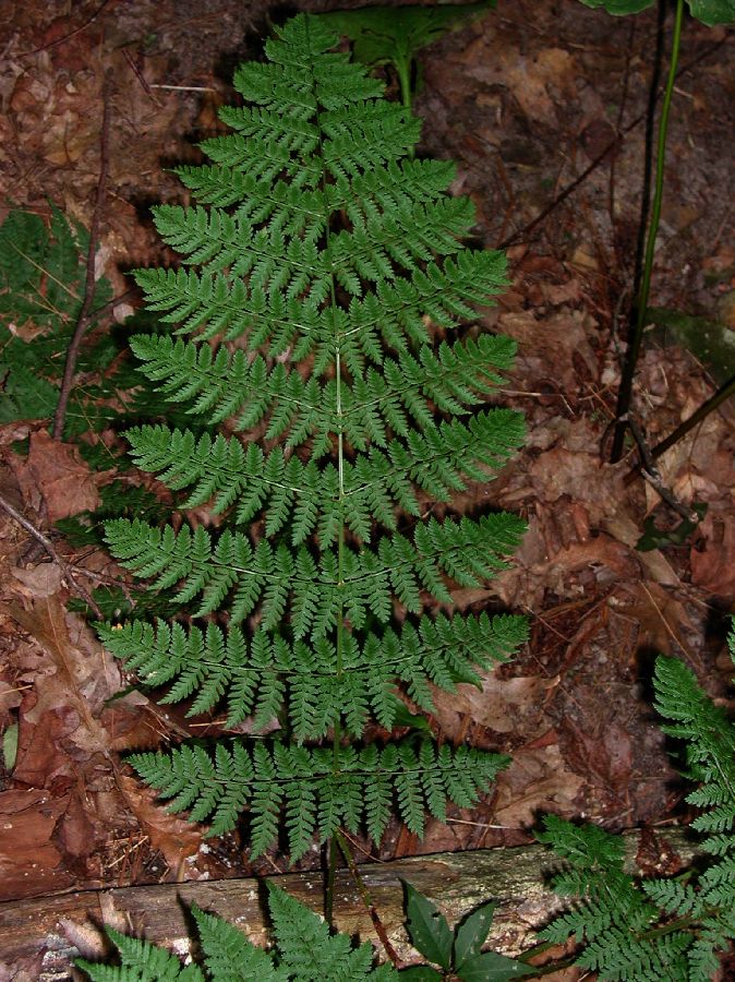 Dryopteridaceae Dryopteris intermedia