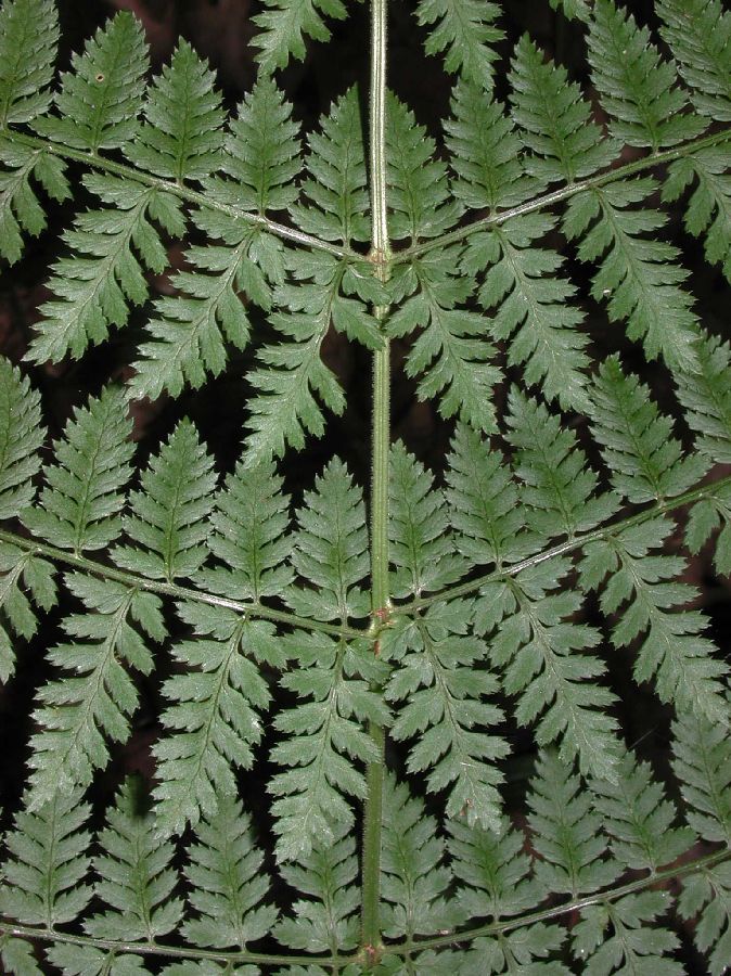 Dryopteridaceae Dryopteris intermedia