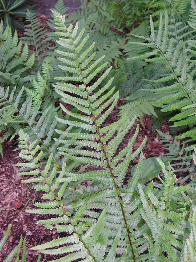 Dryopteridaceae Dryopteris tokyoensis