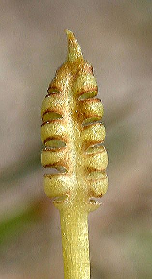 Ophioglossaceae Ophioglossum crotalophoroides
