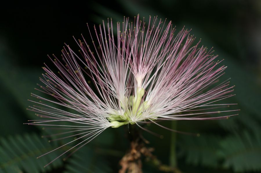 Fabaceae Albizia julibrissin