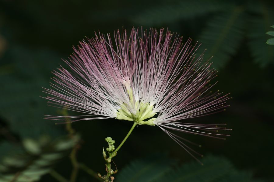 Fabaceae Albizia julibrissin