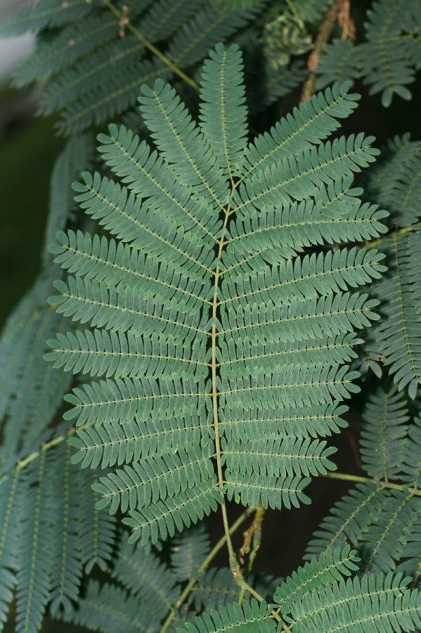 Fabaceae Albizia julibrissin