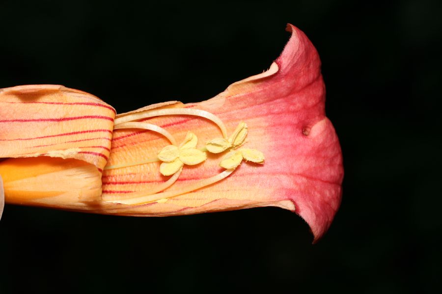 Bignoniaceae Campsis radicans