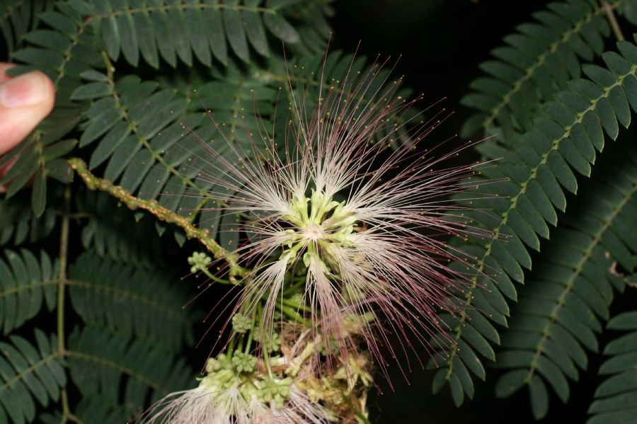 Fabaceae Albizia julibrissin