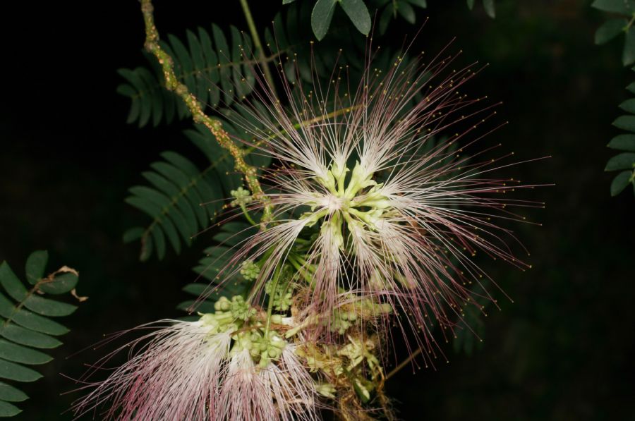 Fabaceae Albizia julibrissin