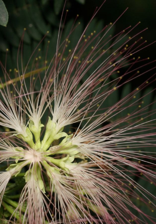 Fabaceae Albizia julibrissin