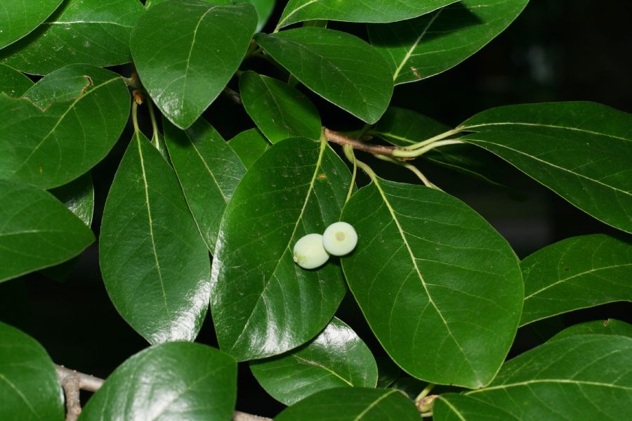 Nyssaceae Nyssa sylvatica