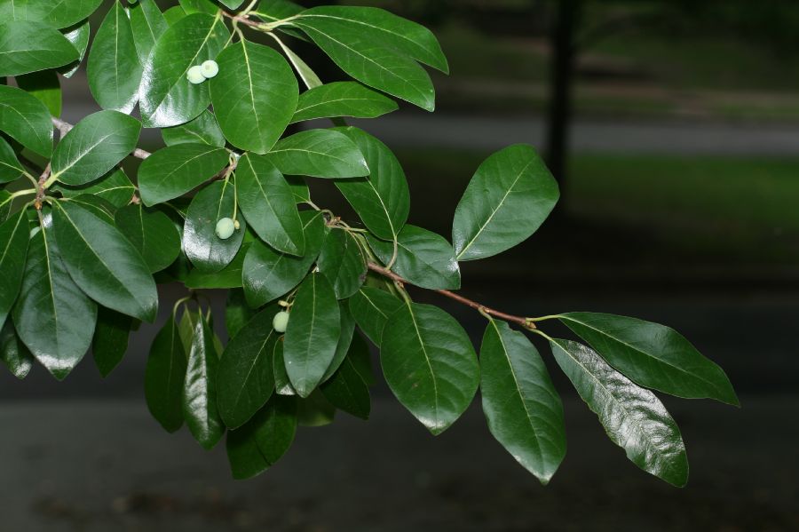 Nyssaceae Nyssa sylvatica
