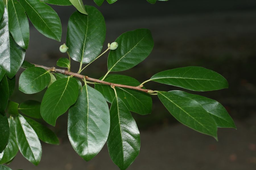 Nyssaceae Nyssa sylvatica