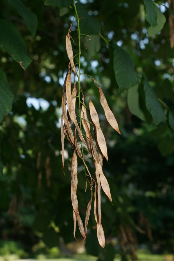 Fabaceae Cladrastis kentuckea