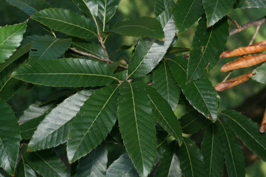 Fagaceae Castanea dentata