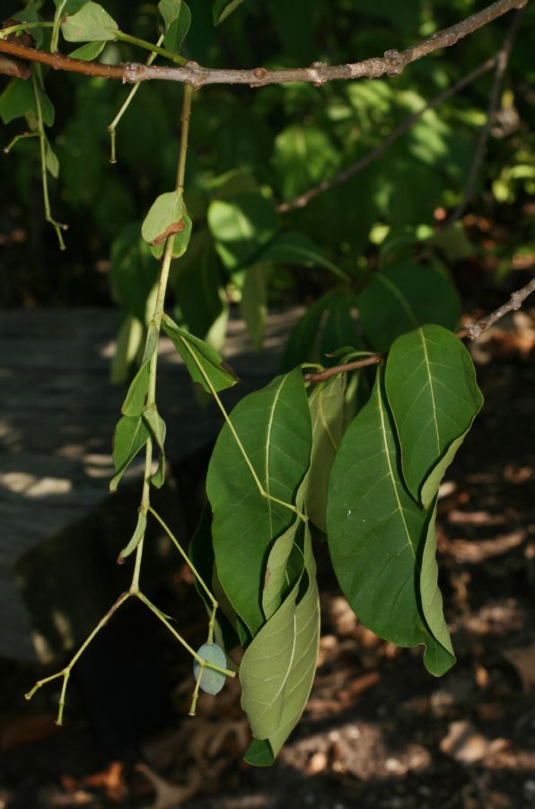 Oleaceae Chionanthus virginicus