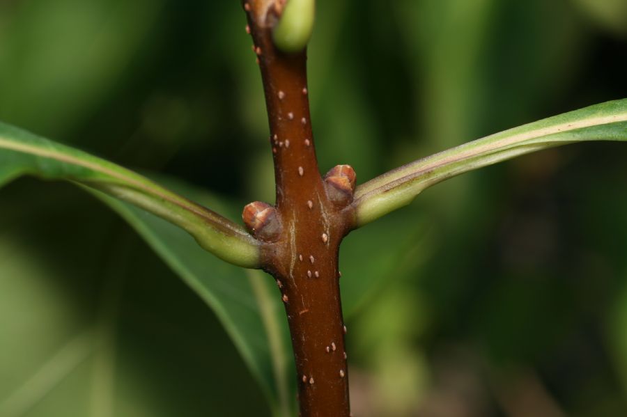 Oleaceae Chionanthus virginicus