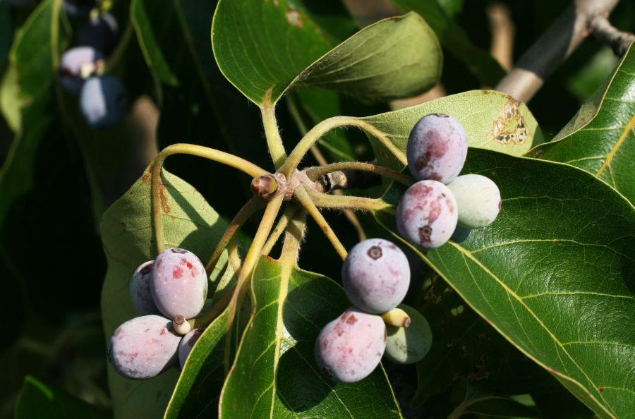 Nyssaceae Nyssa sylvatica