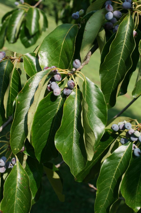 Nyssaceae Nyssa sylvatica