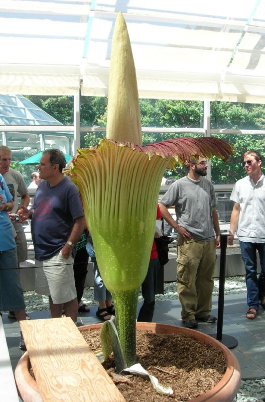 Araceae Amorphophallus titanum