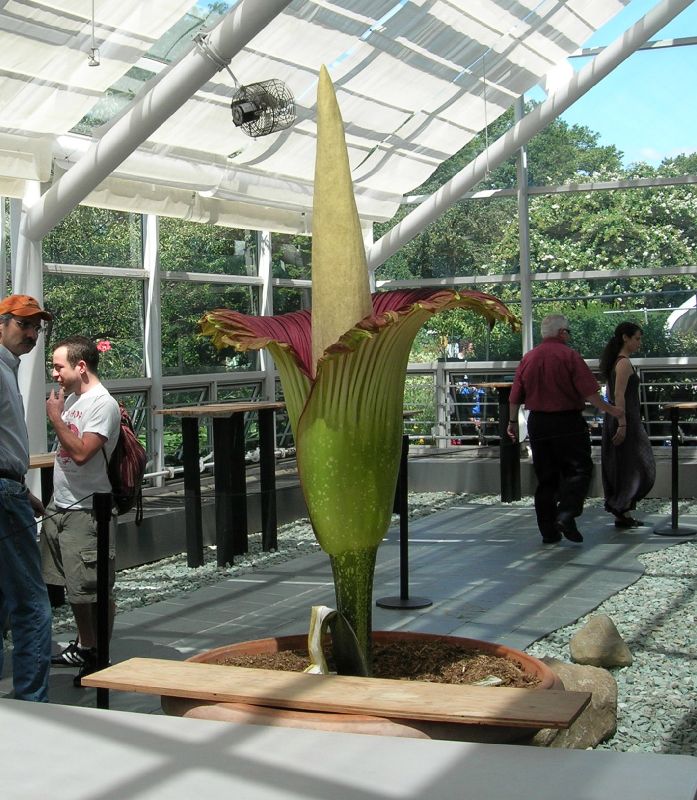 Araceae Amorphophallus titanum