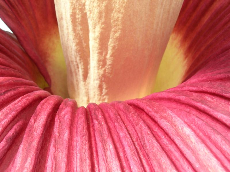 Araceae Amorphophallus titanum