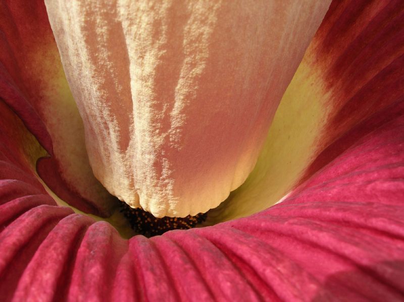 Araceae Amorphophallus titanum
