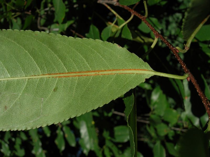 Rosaceae Prunus serotina